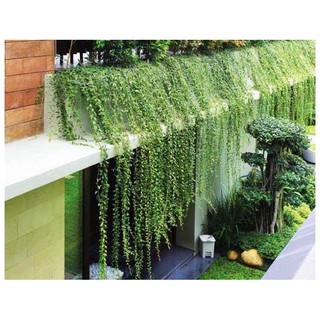 Cây cúc tần ấn độ cây dây leo che nắng cho ngôi nhà bạn