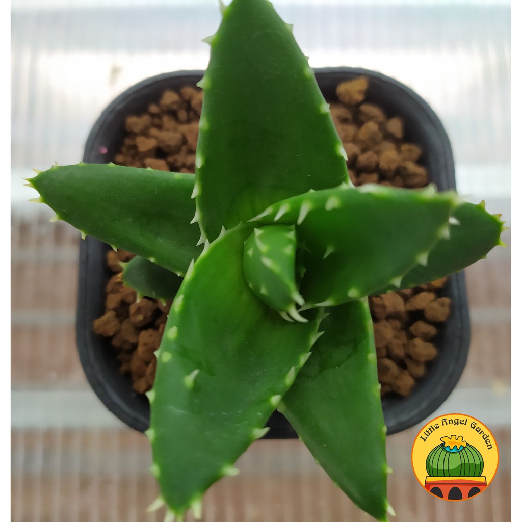 Sen Đá Haworthia  Aloe Ellenbeckii | Sen Đá Cá Mập | Đã thuần, dễ chăm