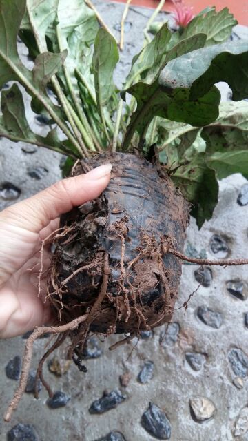 Hoa đồng tiền cổ cánh kép có 5 màu. 1 bầu 1 khóm có nhiều cây.