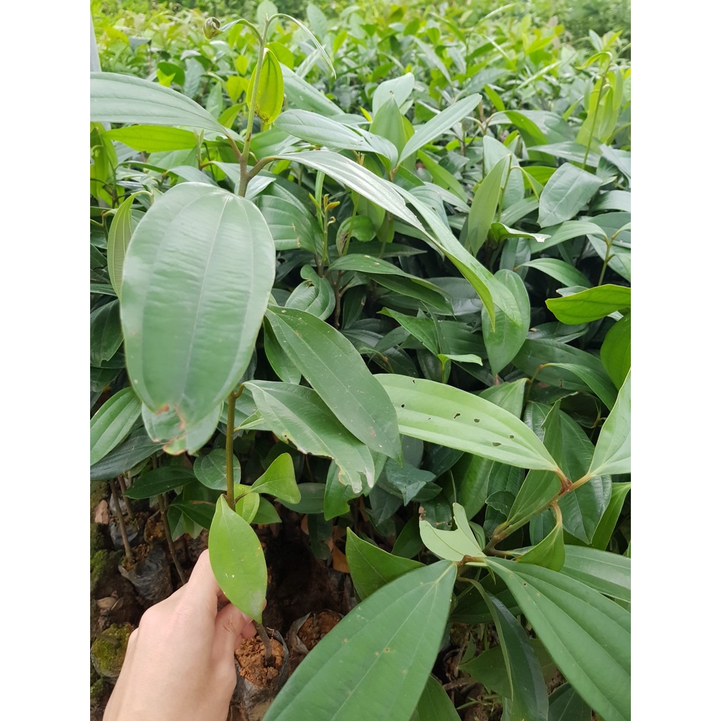 Combo 5 cây  quế giống