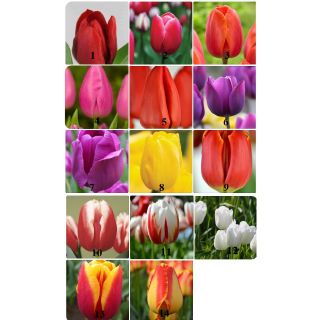 Củ giống Tulip Hà Lan 9k Tặng kèm thuốc chống nấm