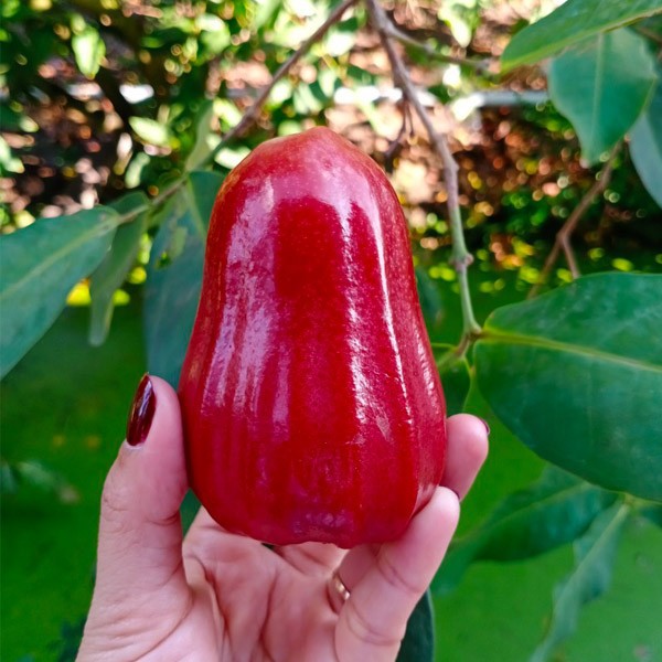 Kali Canxi Bo_100g