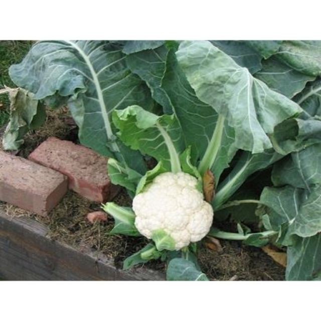 Hạt Giống Súp Lơ Trắng/ Bông Cải Trắng  - Dinh Dưỡng, Năng Suất luckyseed hạt siêu rẻ