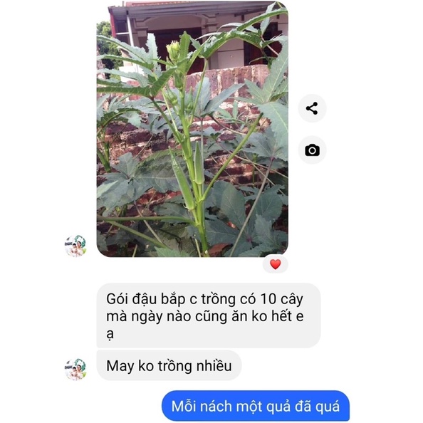Hạt Giống Đậu Bắp F1 Siêu quả này mầm 💯
