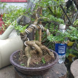 Cần thăng bonsai