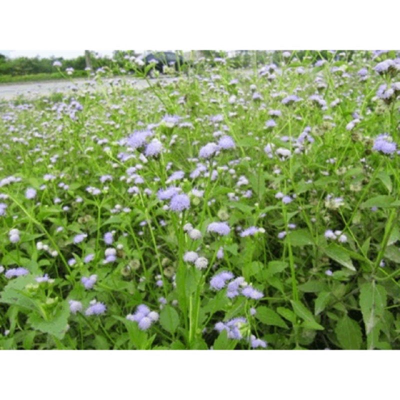 cây cỏ hôi tươi ( hay cây cỏ Lào,Yến Bạch, cỏ việtMinh