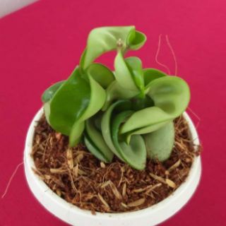 Cẩm cù xoắn cây giống