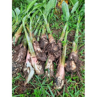 Cây giống chuối sáp nghệ.