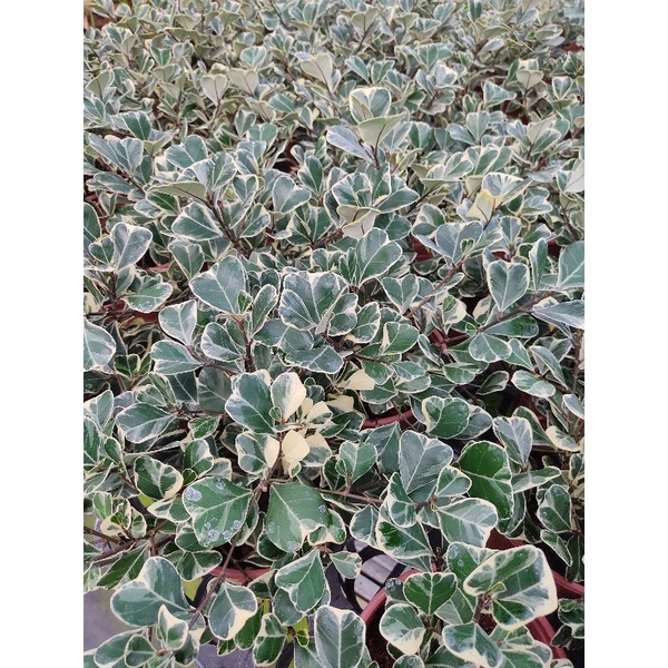 Chậu mềm Ficus triangularis variegata - Bàng tam phúc