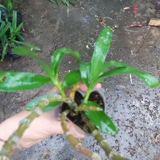 Trầm Semi blue