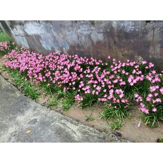 Củ hoa huệ mưa