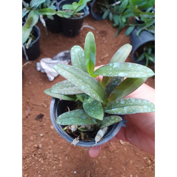 phi điệp hồng yên thủy