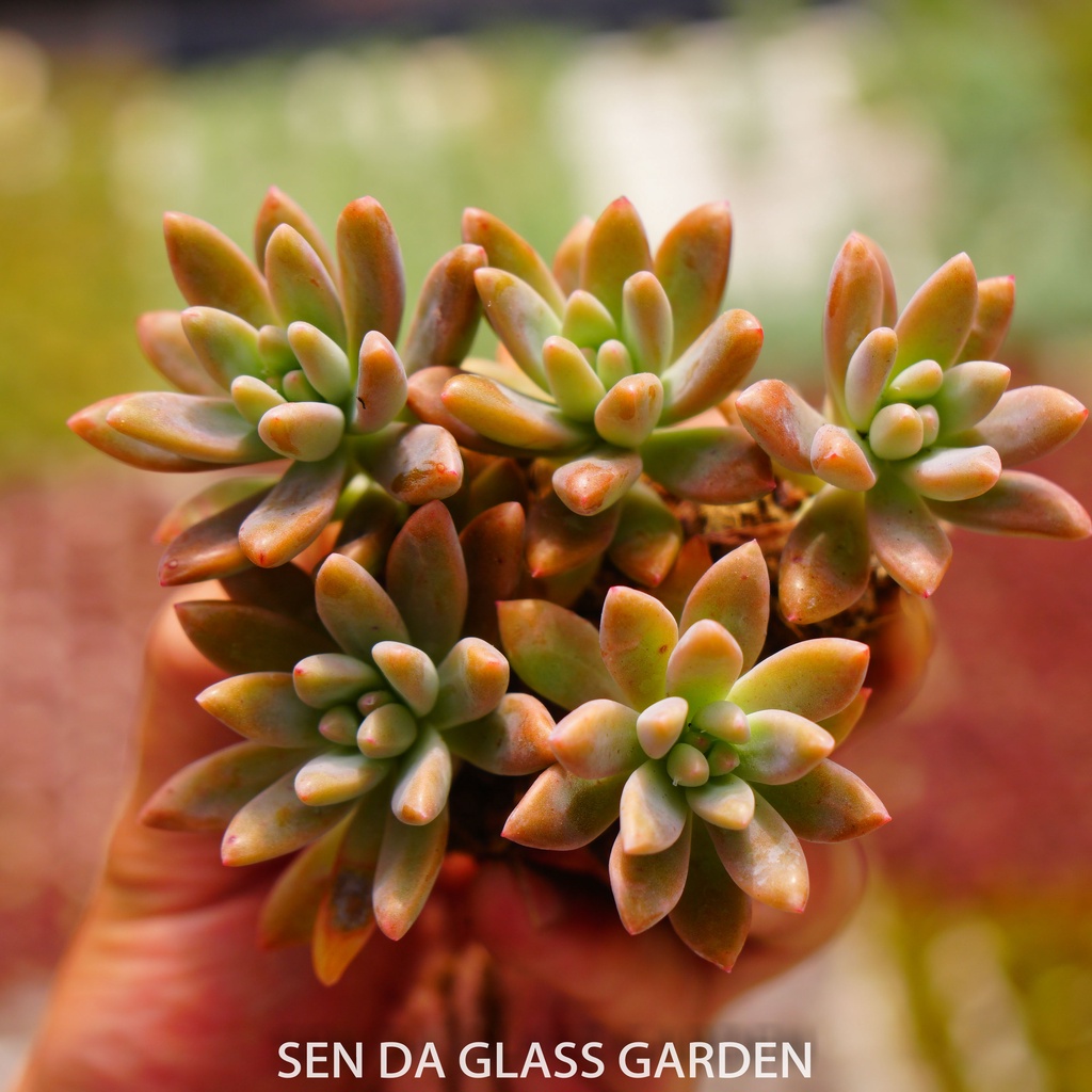 Sen đá Pha lê cánh nhọn mini 3cm GLASS GARDEN - Khỏe, dễ trồng, Thuần khí hậu Đà Lạt