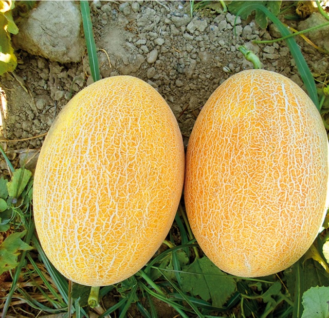 Hạt giống dưa lưới vàng