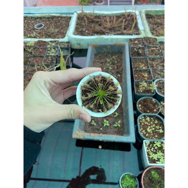 Cây gọng vó Intermedia, drosera Intermedia
