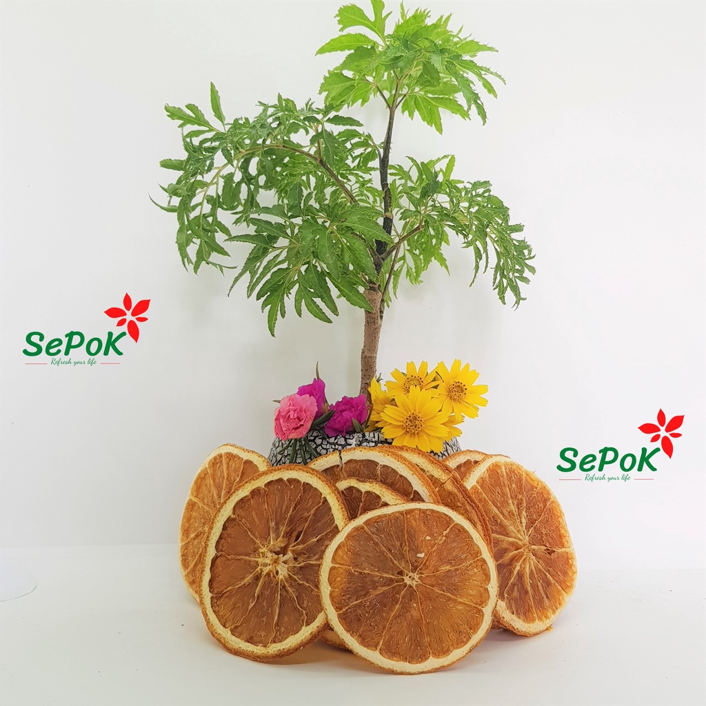 Cam Vàng Sấy Khô Nguyên Lát,Không Bể Vỡ 100g SePok- Hàng Pha Trà Thơm Phức