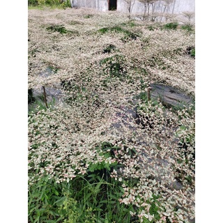 Cây Bàng Nhật .1 tầng .2 tầng và 3 tầng