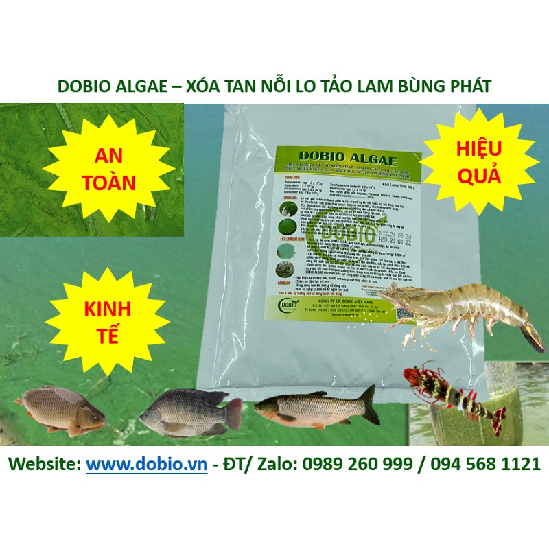 DOBIO ALGAE CHẾ PHẨM MEN VI SINH CẮT TẢO LAM TẢO XANH TỐT HIỆU QUẢ NHẤT GÓI 500GR