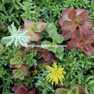HẠT GIỐNG SEN ĐÁ SEDUM - 50 HẠT