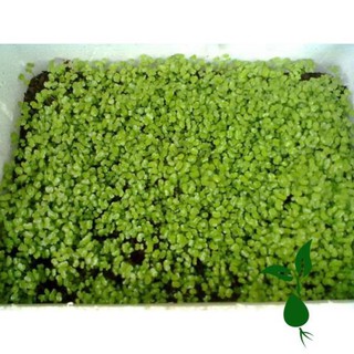 [MIỄN PHÍ VẬN CHUYỂN] Hạt Giống Cải Bẹ Xanh Mỡ (20Gr)