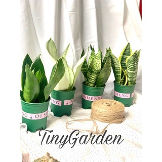 Cây Lưỡi hỔ Thái chậu vintage