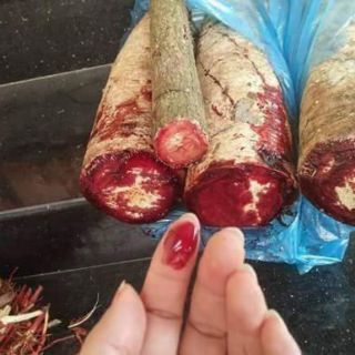 Cỏ bổ máu tăng cân