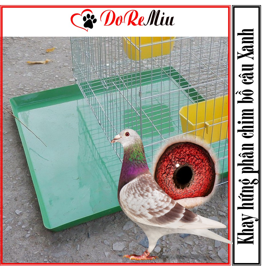 Doremiu- (Combo 10 cái) Khay hứng phân chim bồ câu 50x50cm có thể làm mâm hứng chuồng thú cưng