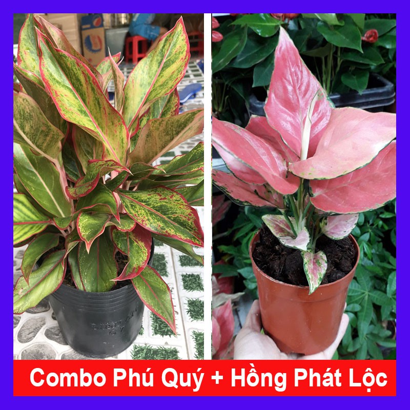 Combo cây phú quý + cây hồng phát lộc + tặng phân bón cho cây