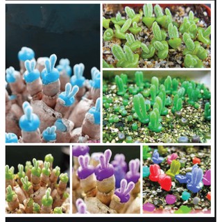 hạt giống cây tai thỏ mix màu
