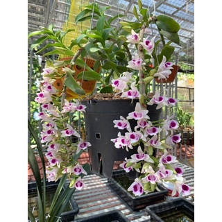 lan giả hạc (kie phi điệp) Ám mắt trâu lưng xanh phú thọ hàng rừng