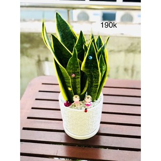Chậu lưỡi hổ lớn để bàn