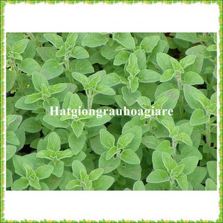 Hạt giống oregano Ý tặng kích mầm và hướng dẫn