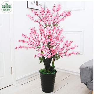 Cây Hoa Anh Đào Cao 1m3