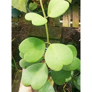 Hoya Kerrii (Cẩm Cù lá tim) ảnh thật
