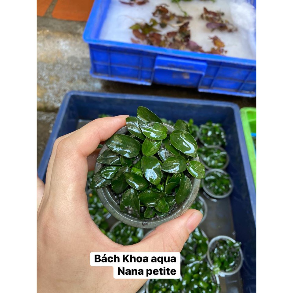 Cây thủy sinh Nana Petite