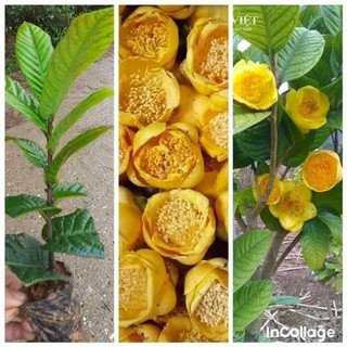 Trà hoa vàng