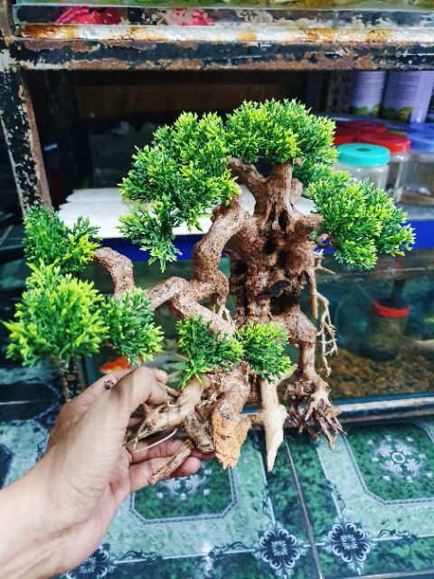 CÂY LỦA BONSAI KHÔ TRANG TRÍ HỒ CÁ NON BỘ 30x13x20cm