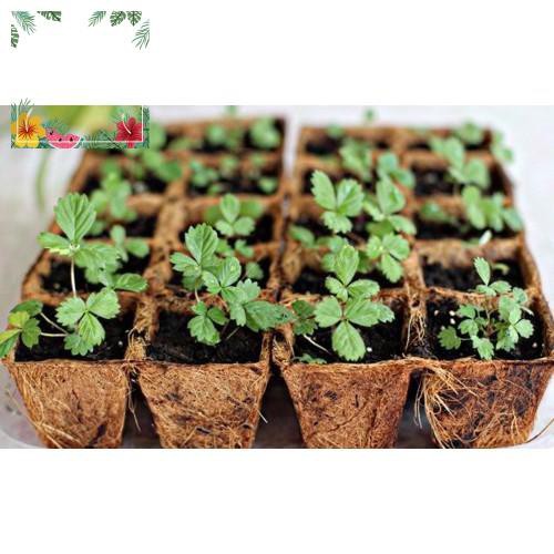 Green Garden -- Hạt giống dâu tây trắng - tặng kèm 1 gói hạt giống ngẫu nhiên ! o.Ô >< .