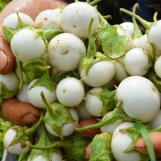 20 HẠT GIỐNG CÀ PHÁO TRẮNG