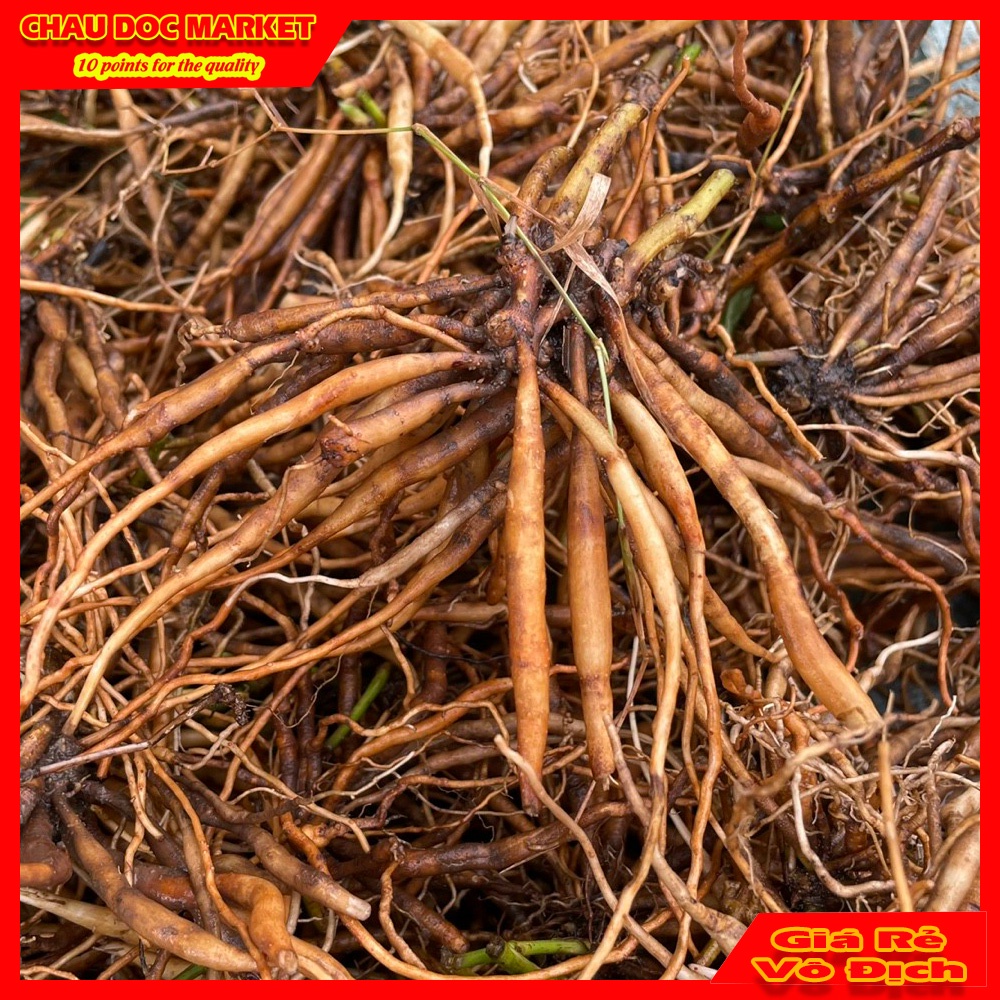 Củ Sâm Đất Tươi  1Kg Vùng Thất Sơn  Dùng Nấu Nướng Uống Hay Ngâm Rượu.