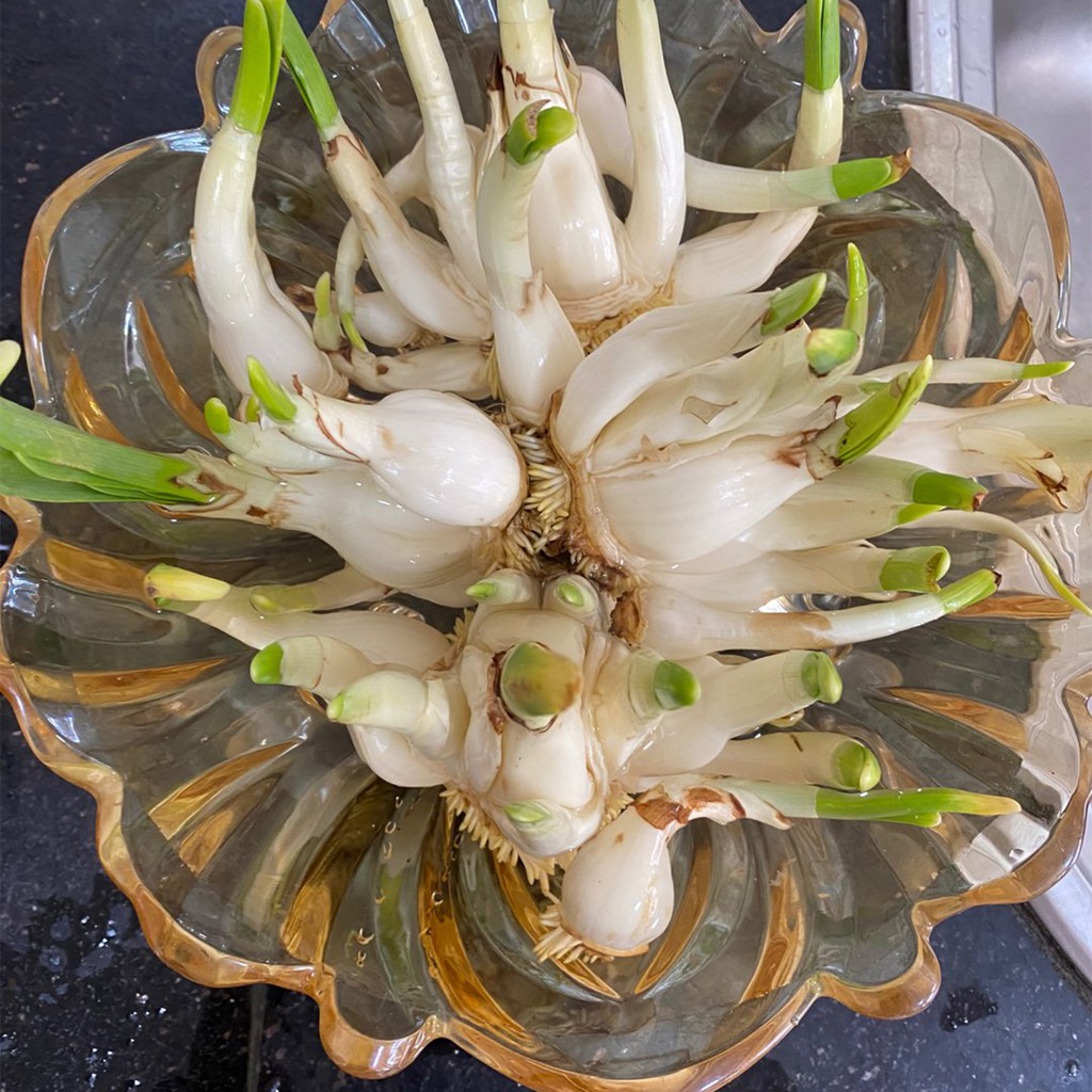 Bộ 2 món dao gọt - tỉa thủy tiên, dụng cụ gọt - tỉa củ hoa thủy tiên, thép tốt, sắc bền, dùng được nhiều năm