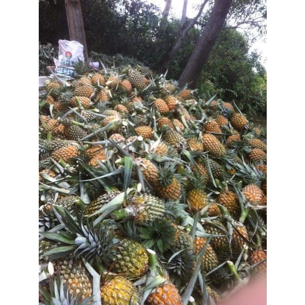 1 trái thơm
