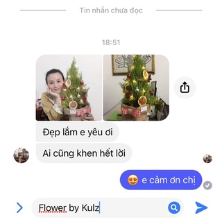 Cây tùng thơm cao 60-70cm (ảnh thật)