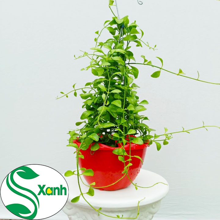 chậu treo hạt dưa