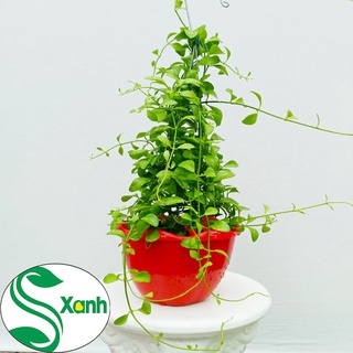 chậu treo hạt dưa