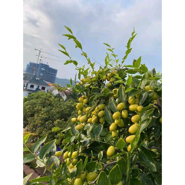 Giống Táo Tàu Siêu Trái Sugar