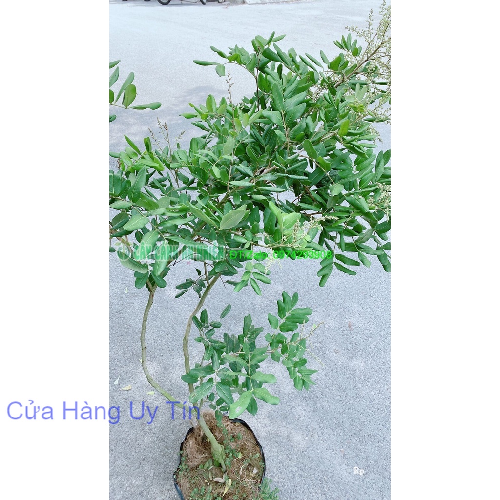 Cây Nhãn Xuồng Lớn Chỉ Giao Hcm