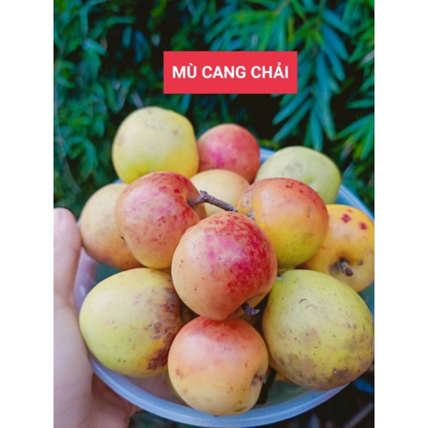 Táo mèo tươi Yên Bái, táo mèo ăn ngọt, giòn, ngon túi 1kg