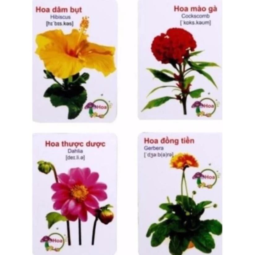 [Flash Card] Bộ thẻ học thông minh Glenn Doman song ngữ gồm 16 chủ đề 416 thẻ cho bé từ 0 đến 6 tuổi_Dâu Tây Baby Shop