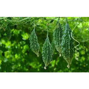 500gr Khổ qua rừng nguyên trái - khổ qua rừng sấy khô- mướp đắng sấy khô